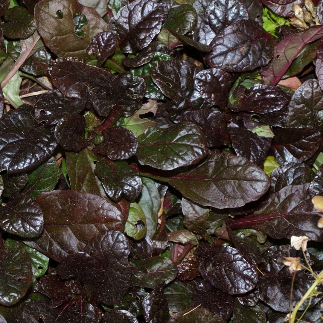 Ajuga Morada - Ajuga Reptans
