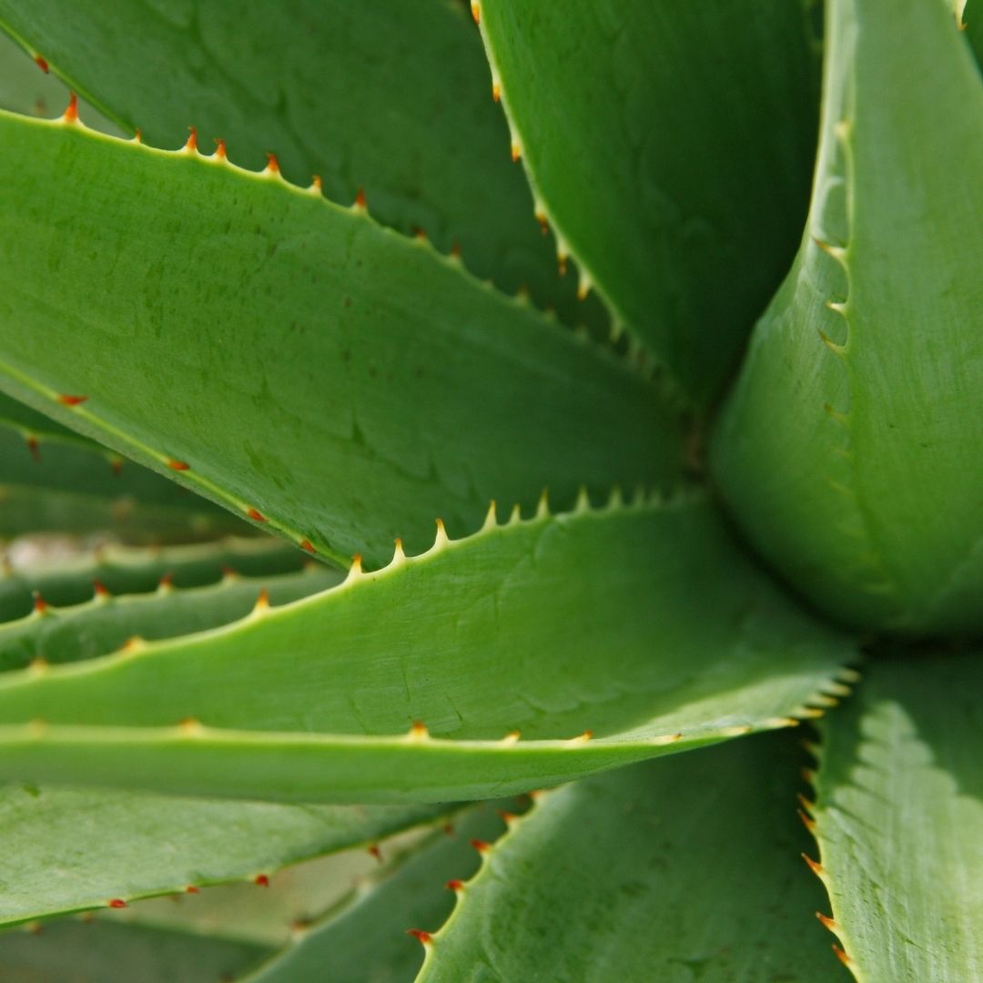comprar plantas de aloe vera Aloe – Aloe Vera- Aloe barbadensis Miller