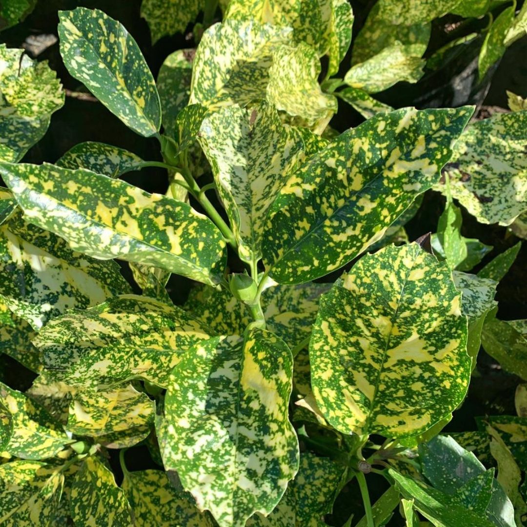 Aucuba Variegada - Aucuba Japonica crotonifolia