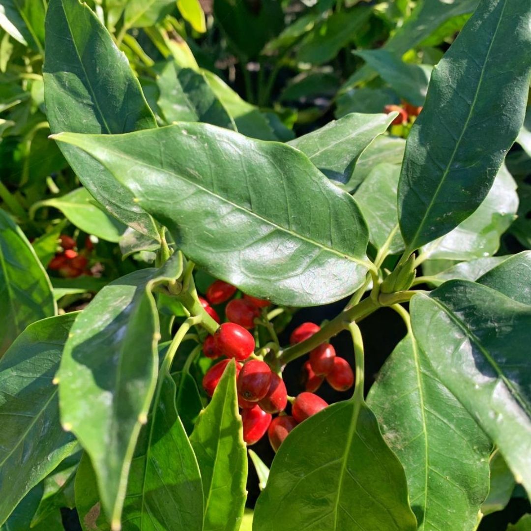 Aucuba Verde- Aucuba Japonica serratifolia