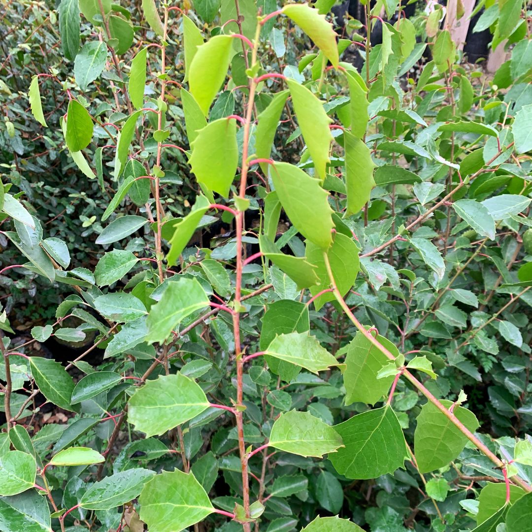 Corcolén- Lilén- Azara Celastrina