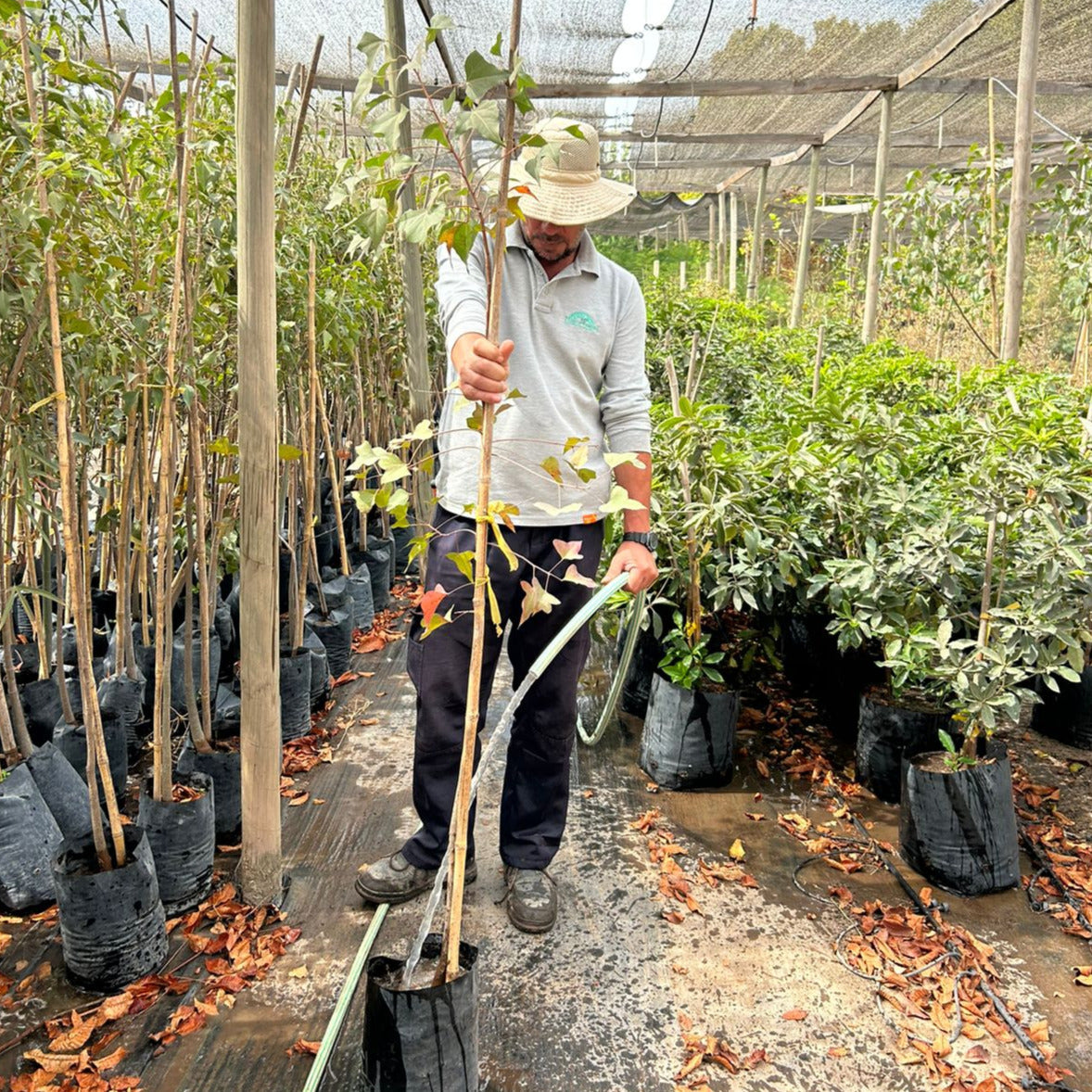 Brachichiton - Brachychiton Populneus