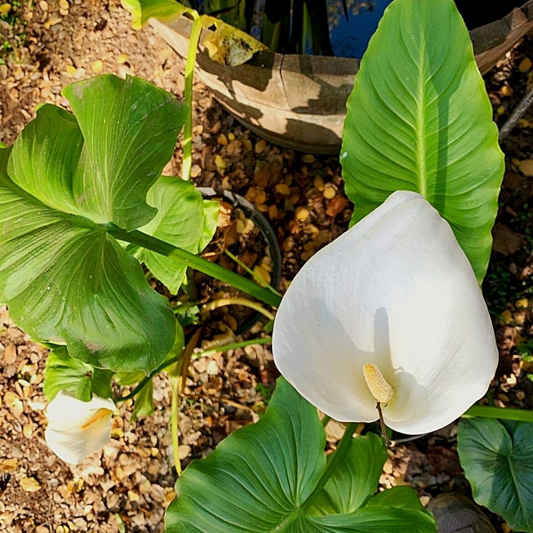 Cala Blanca Enana - Zantedeschia Aethiopica Var Nana