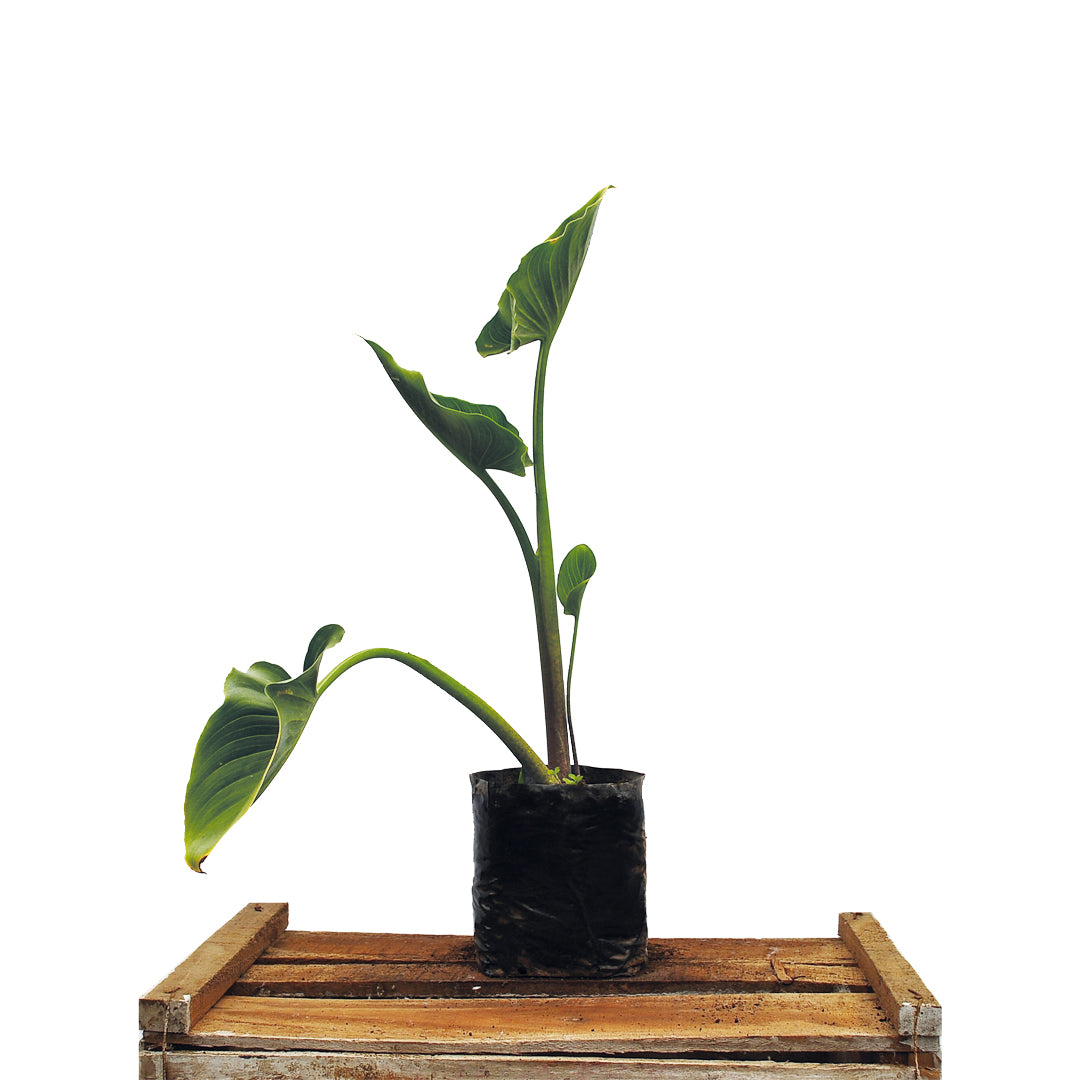 Cala Blanca - Zantedeschia Aethiopica