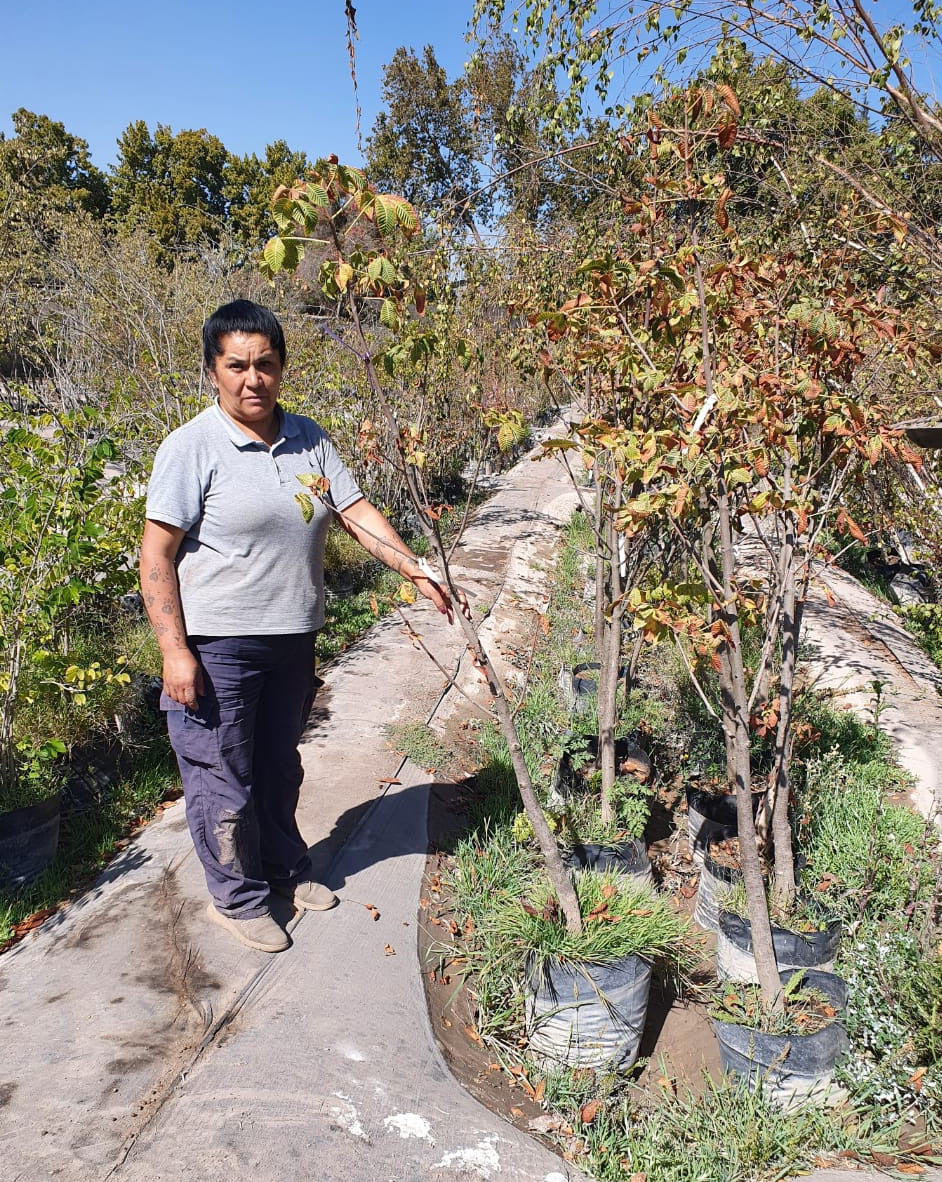 Castaño De La India Rosado - Aesculus X Carnea