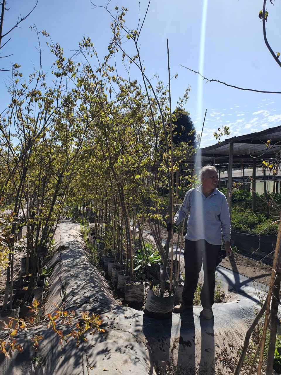 Celtis Australis - Celtis Australis