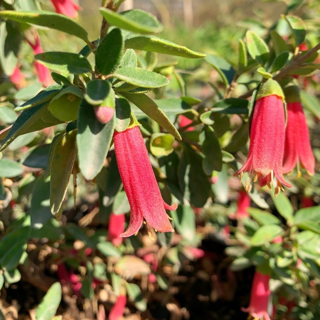 Correa Roja - Correa Pulchella Dusky Bells