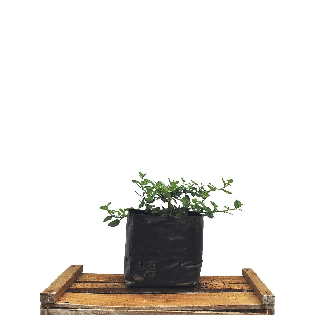 Ceanoto Rastrero - Ceanothus Thyrsiflorus Var. Repens