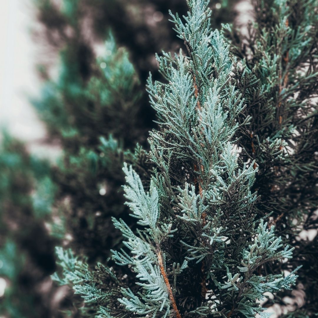 Chamaecyparis Elwoodi - Chamaecyparis Lawsoniana “Ellwoodii”