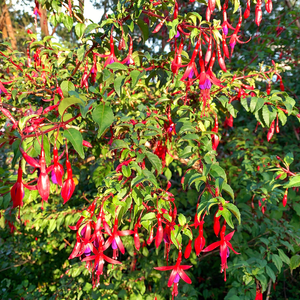 Chilco - Fuchsia Magellanica.