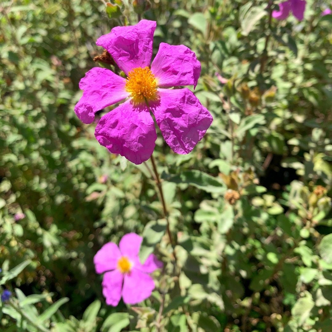 Cistus arbustivo- Cistus Creticus