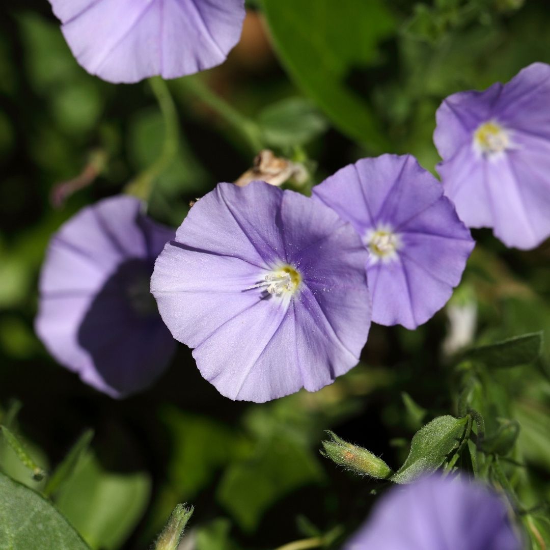 Convolvulus Rastrero Flor Azul - Convolvulus Sabatius