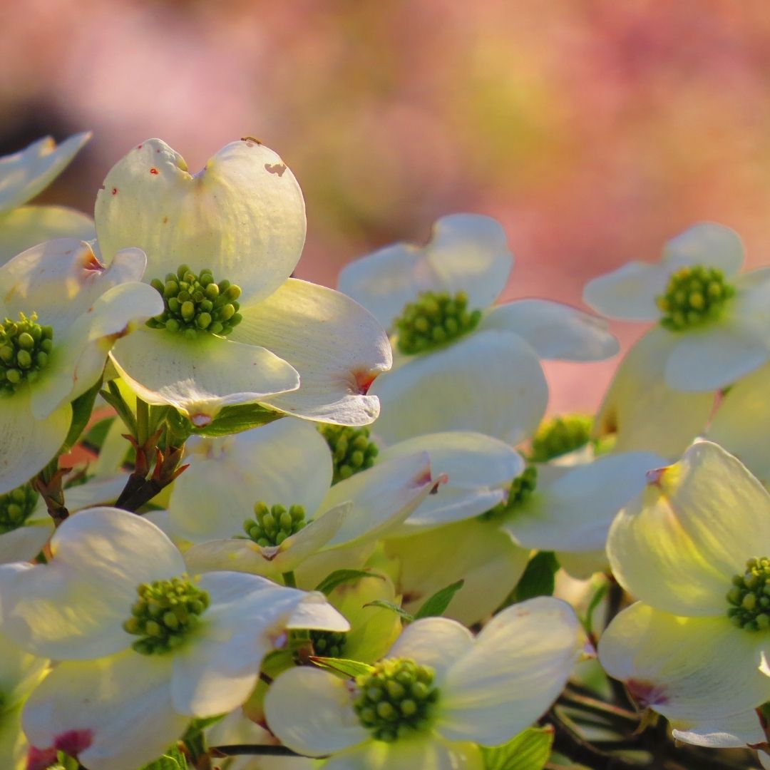 Cornejo Florida - Cornus Florida