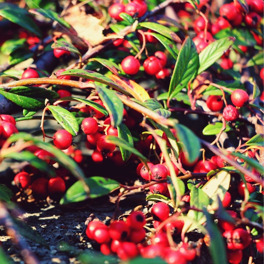Cotoneaster Salicifolia - Cotoneaster Salicifolius