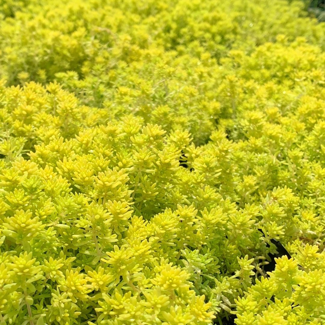 Sedum Tokyo Sun - Sedum japonicum ‘Tokyo Sun’.
