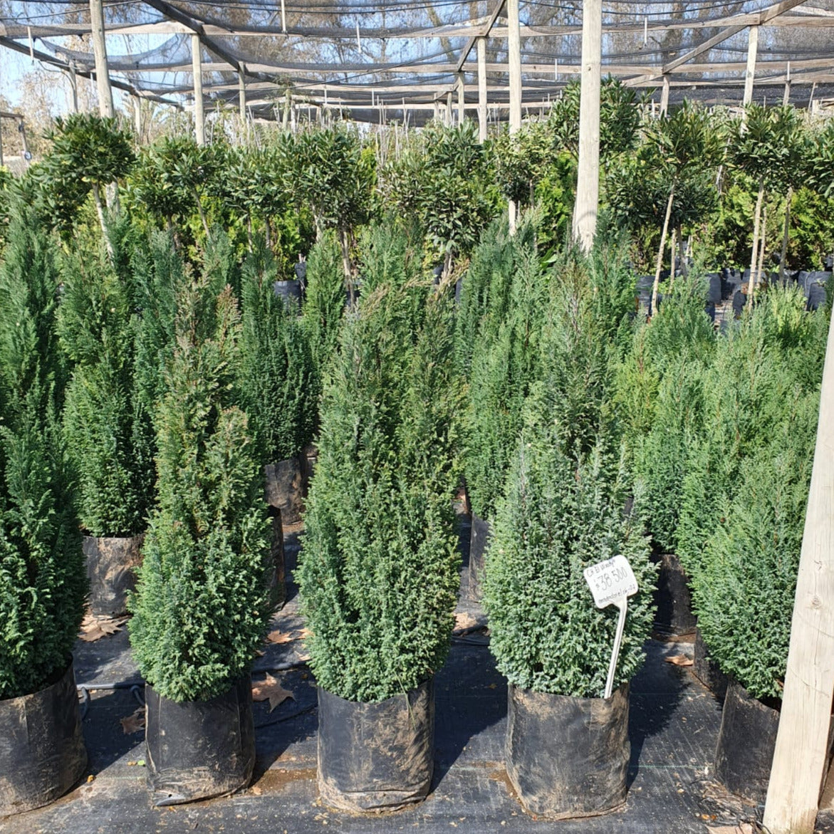 Chamaecyparis Elwoodi - Chamaecyparis Lawsoniana “Ellwoodii”