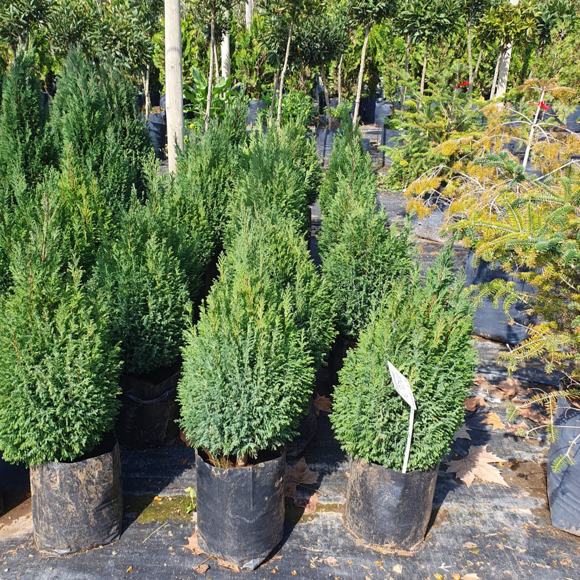 Chamaecyparis Elwoodi - Chamaecyparis Lawsoniana “Ellwoodii”