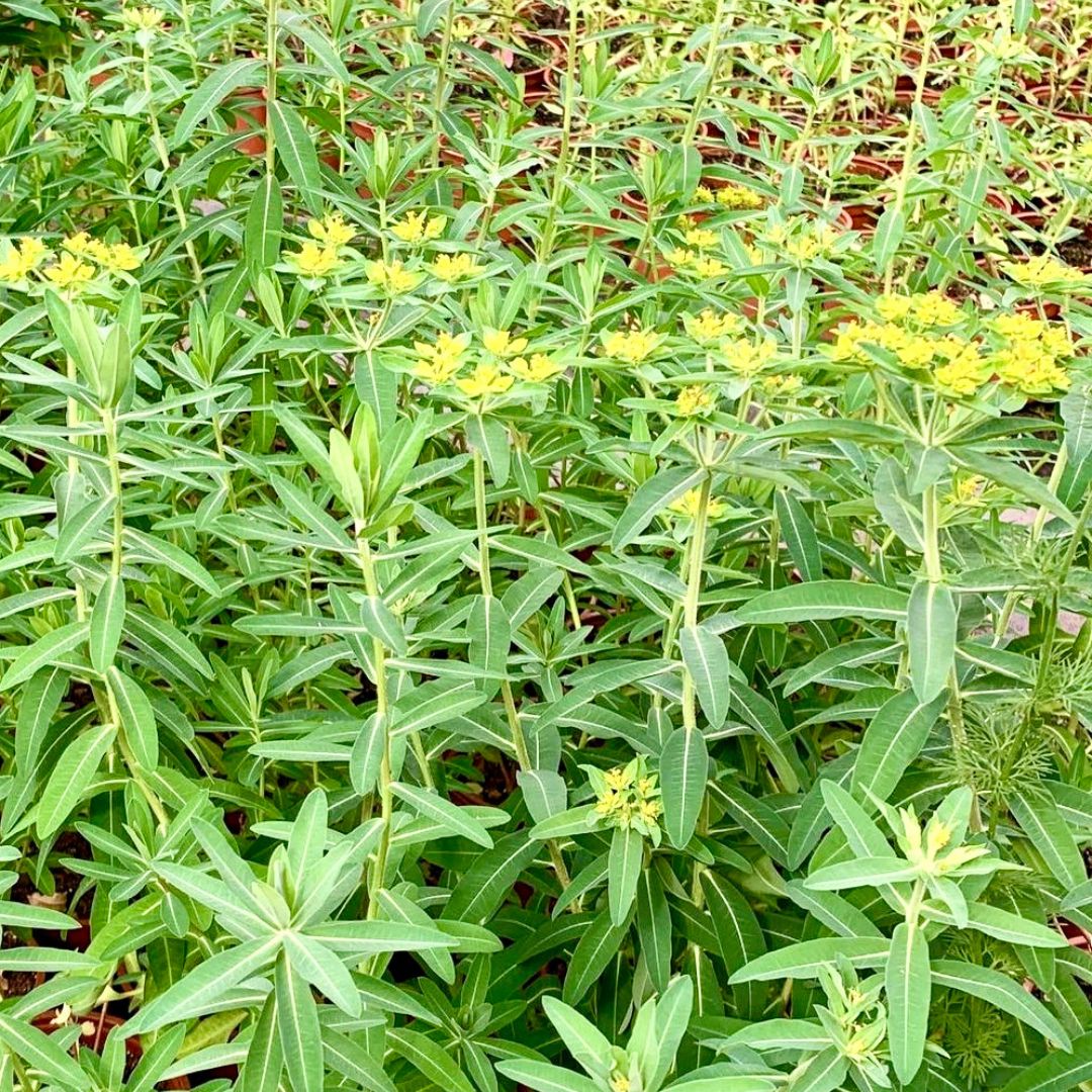 Euphorbia coralioide