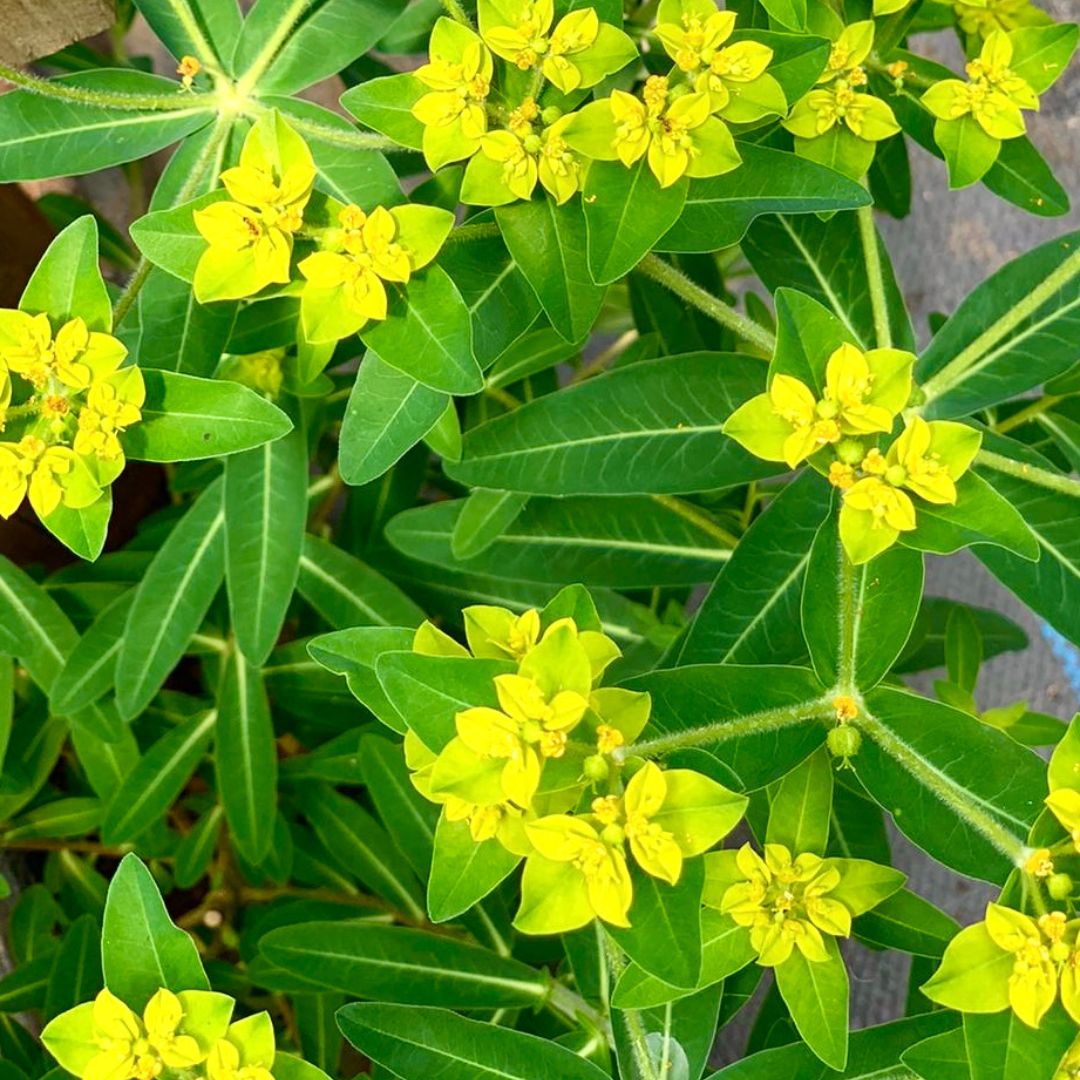 Euphorbia coralioide