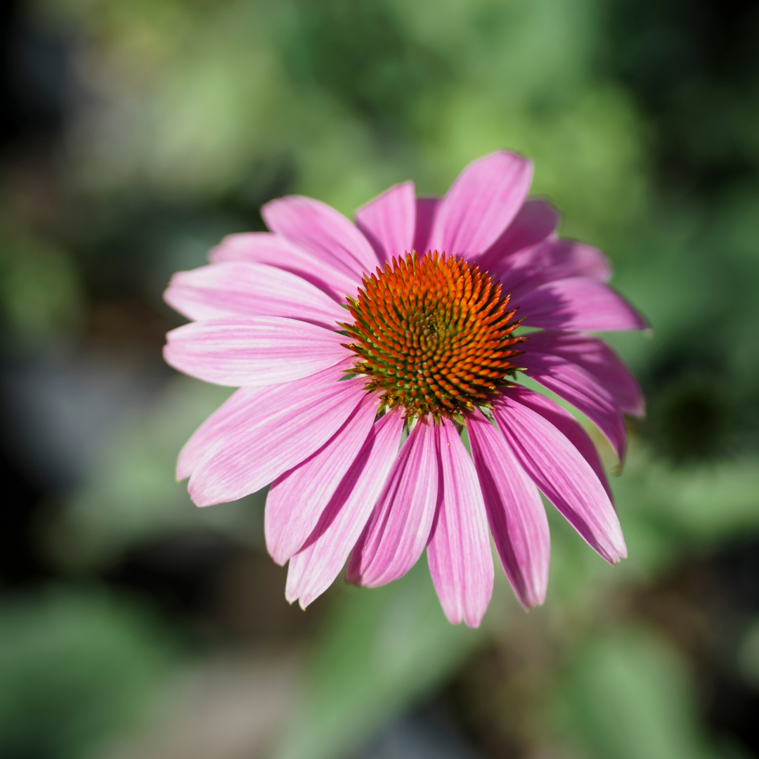 Echinacea - Echinacea Angustifolia