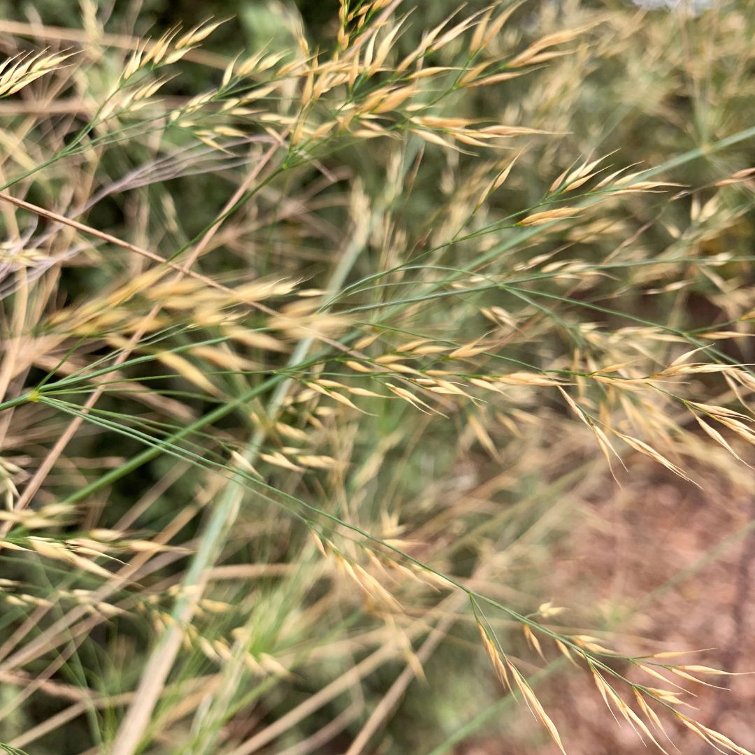 Eragrostis viriscen