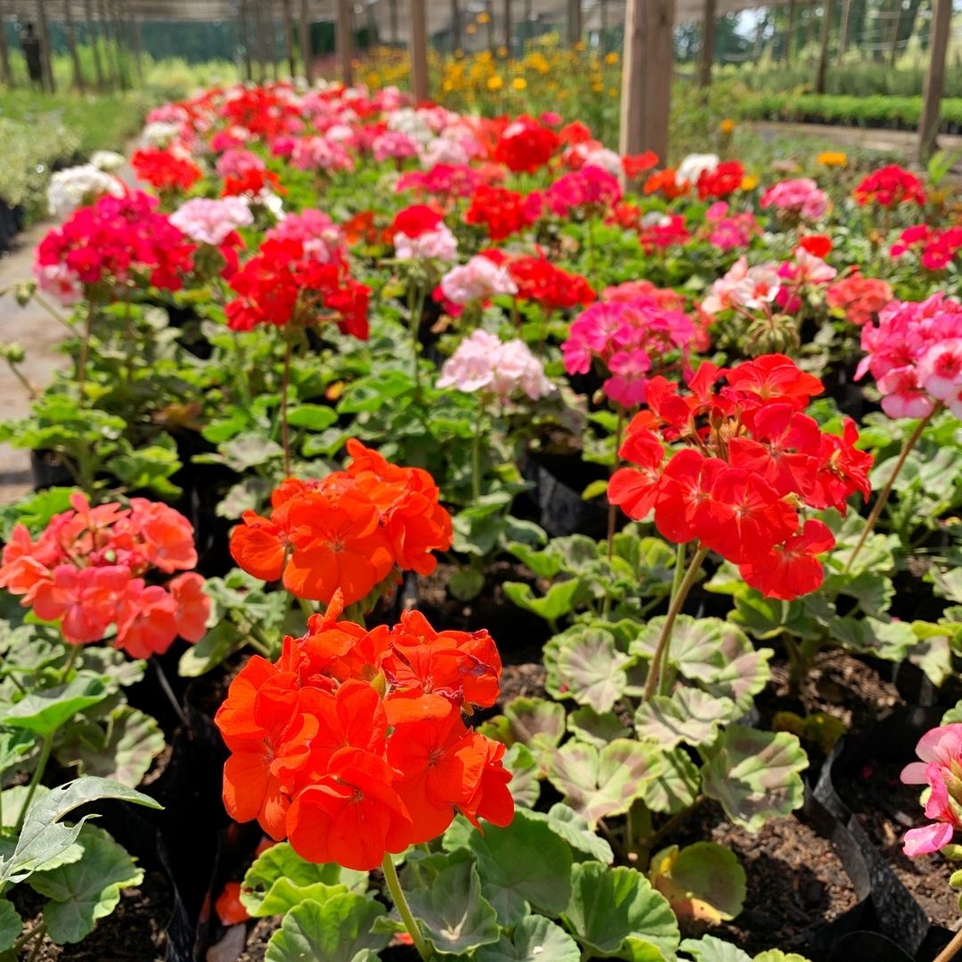 Cardenal- Geranio Zonal o Pelargonio Zonale
