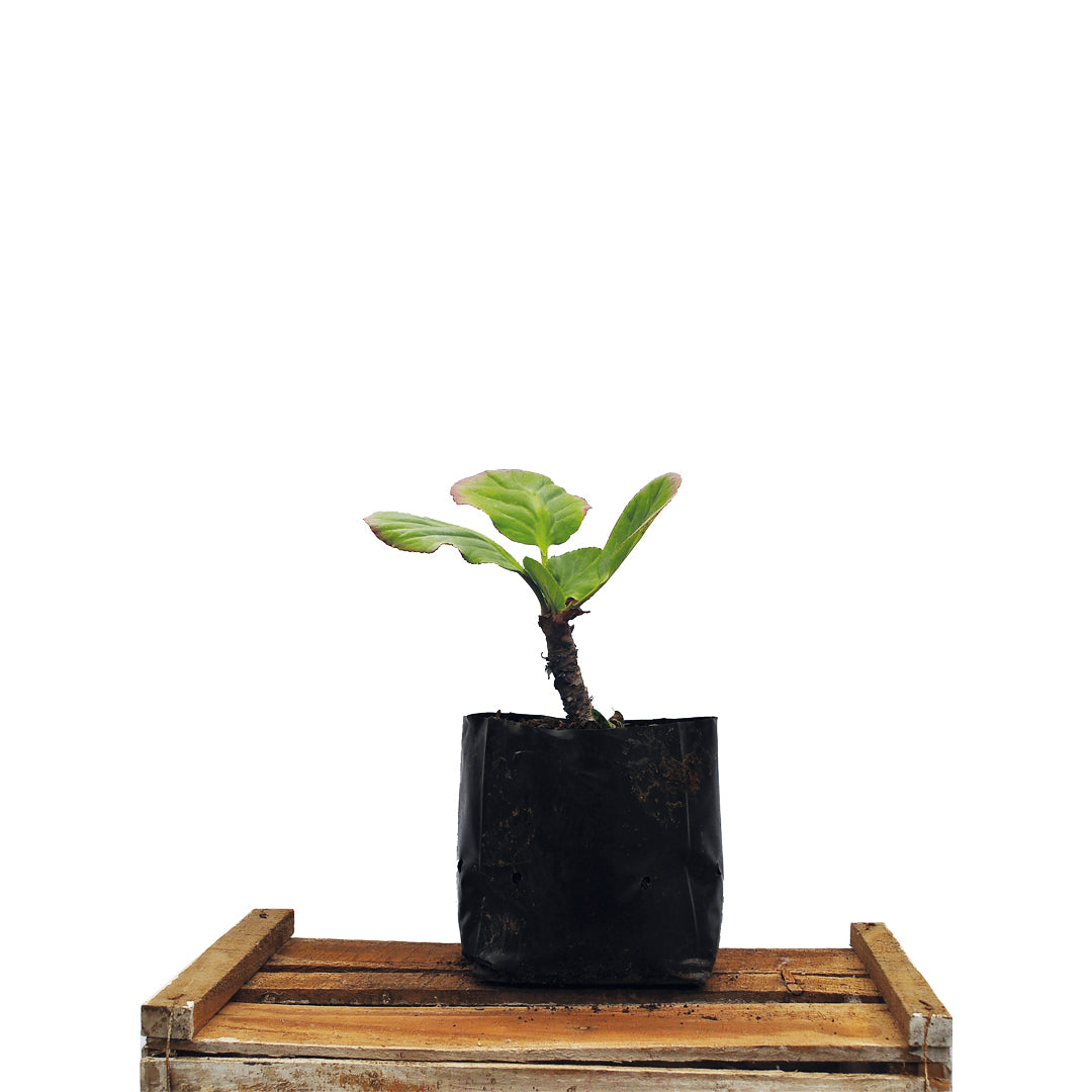 Hortensia De Invierno - Bergenia Crassifolia