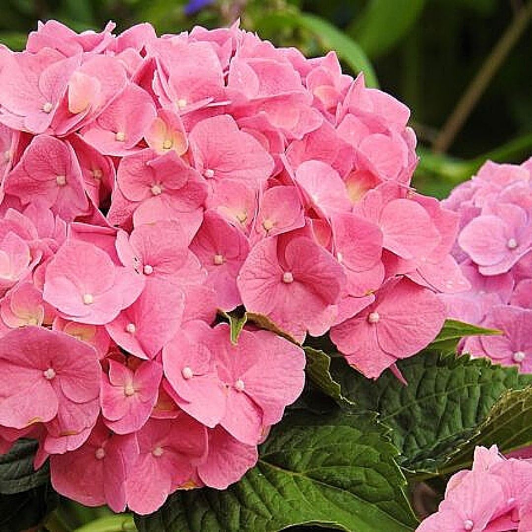 Hortensia rosada- Hydrangea Macrophylla