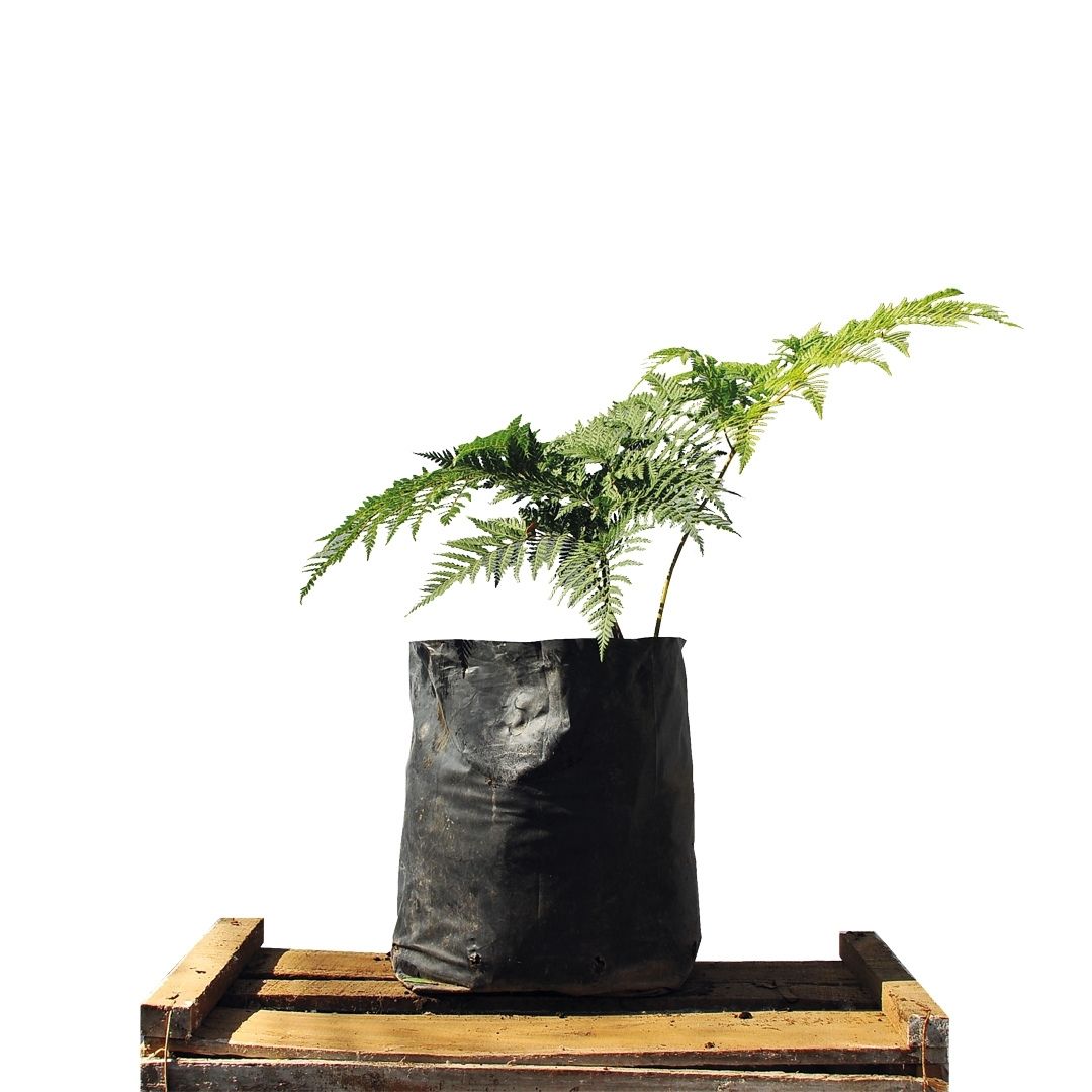 Helecho Paragua - Lophosoria Quadripinnata (Grande)