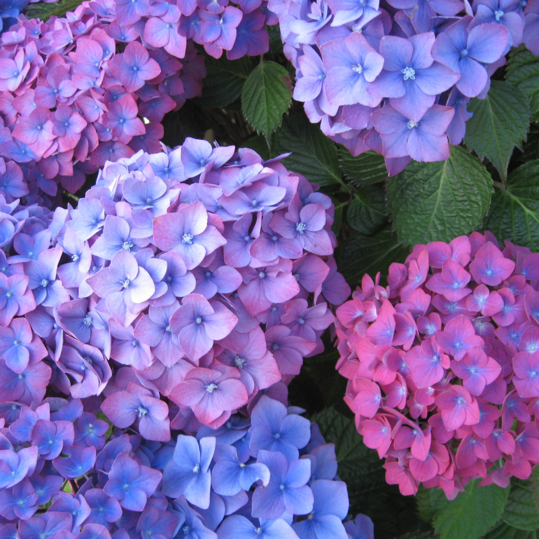 Hortensia - Hydrangea Macrophylla