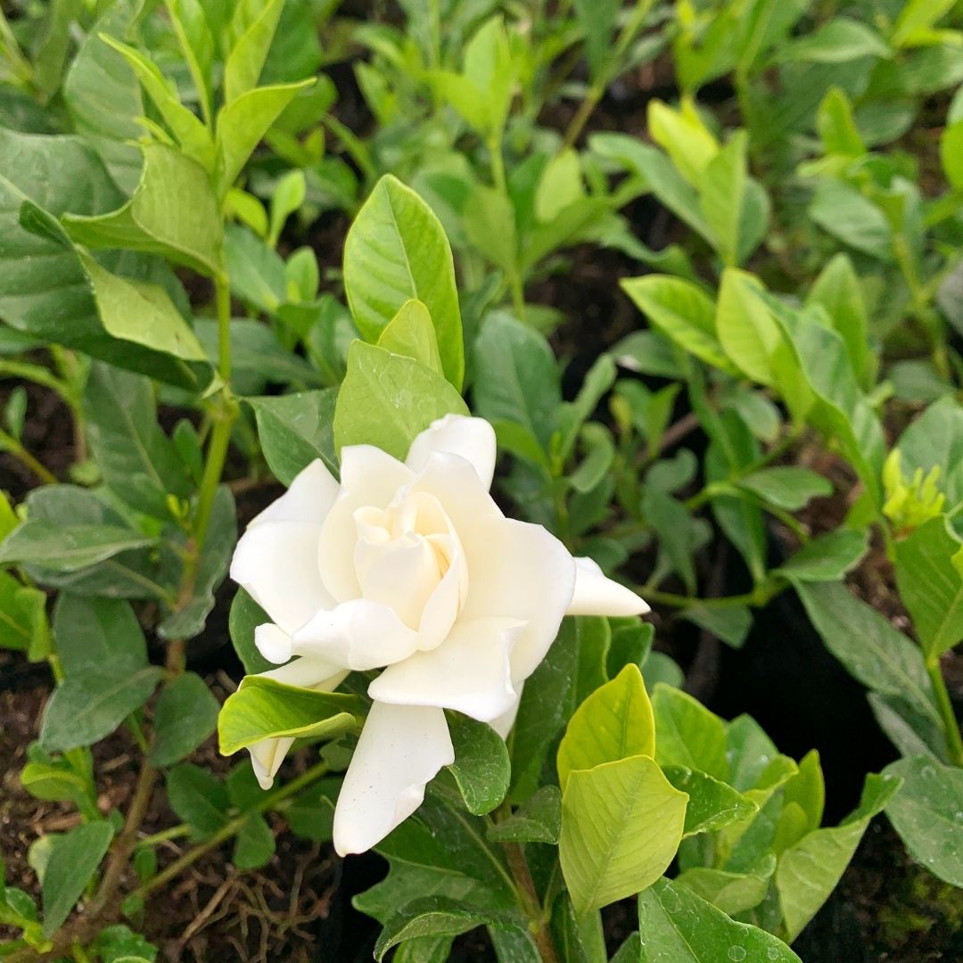Jazmin Del Cabo - Gardenia Jasminoides