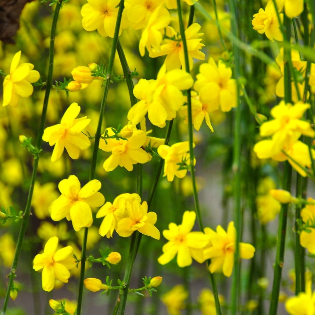 Jazmín de Invierno- Jazmín amarillo - Jazminum nudiflorum