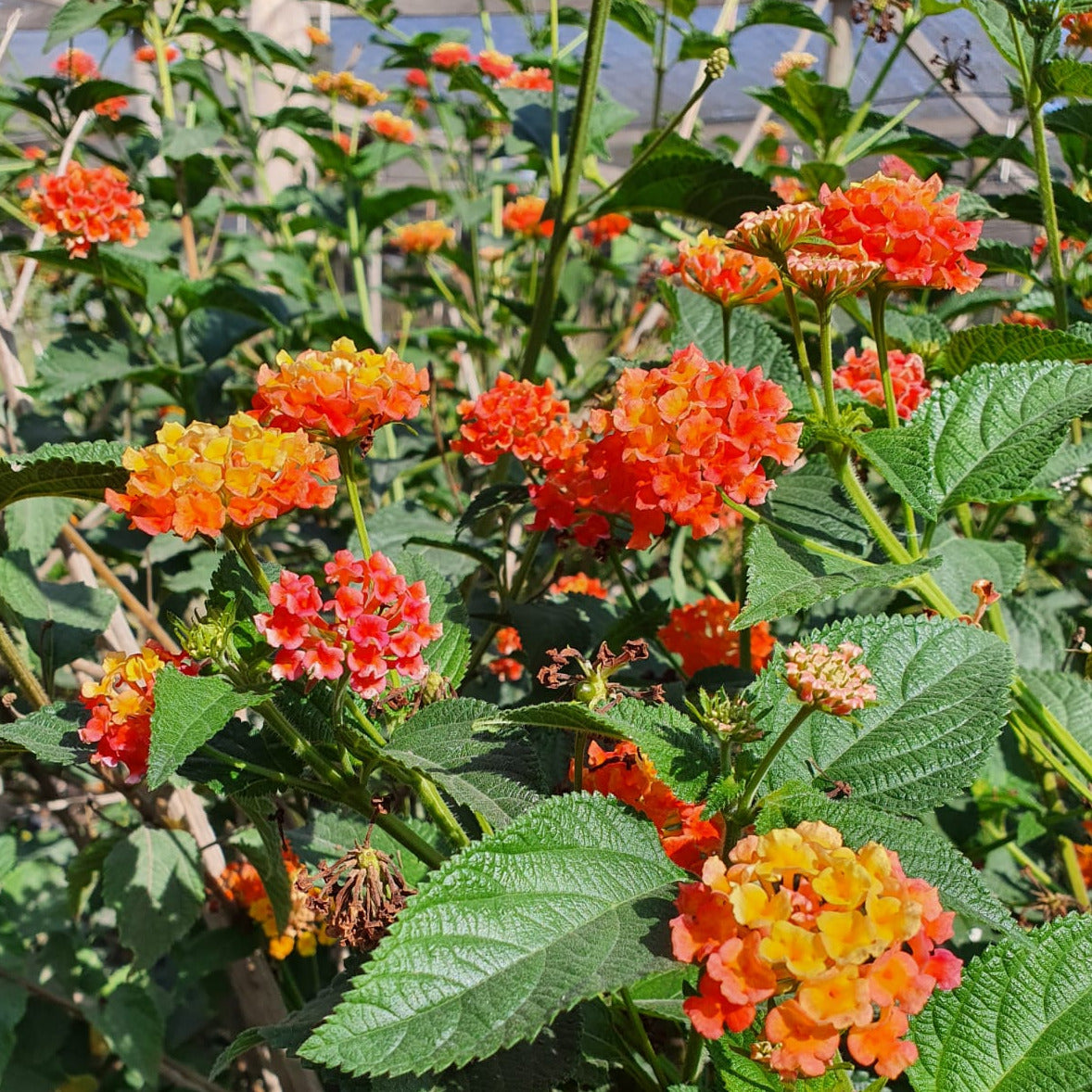 Lantana Camara
