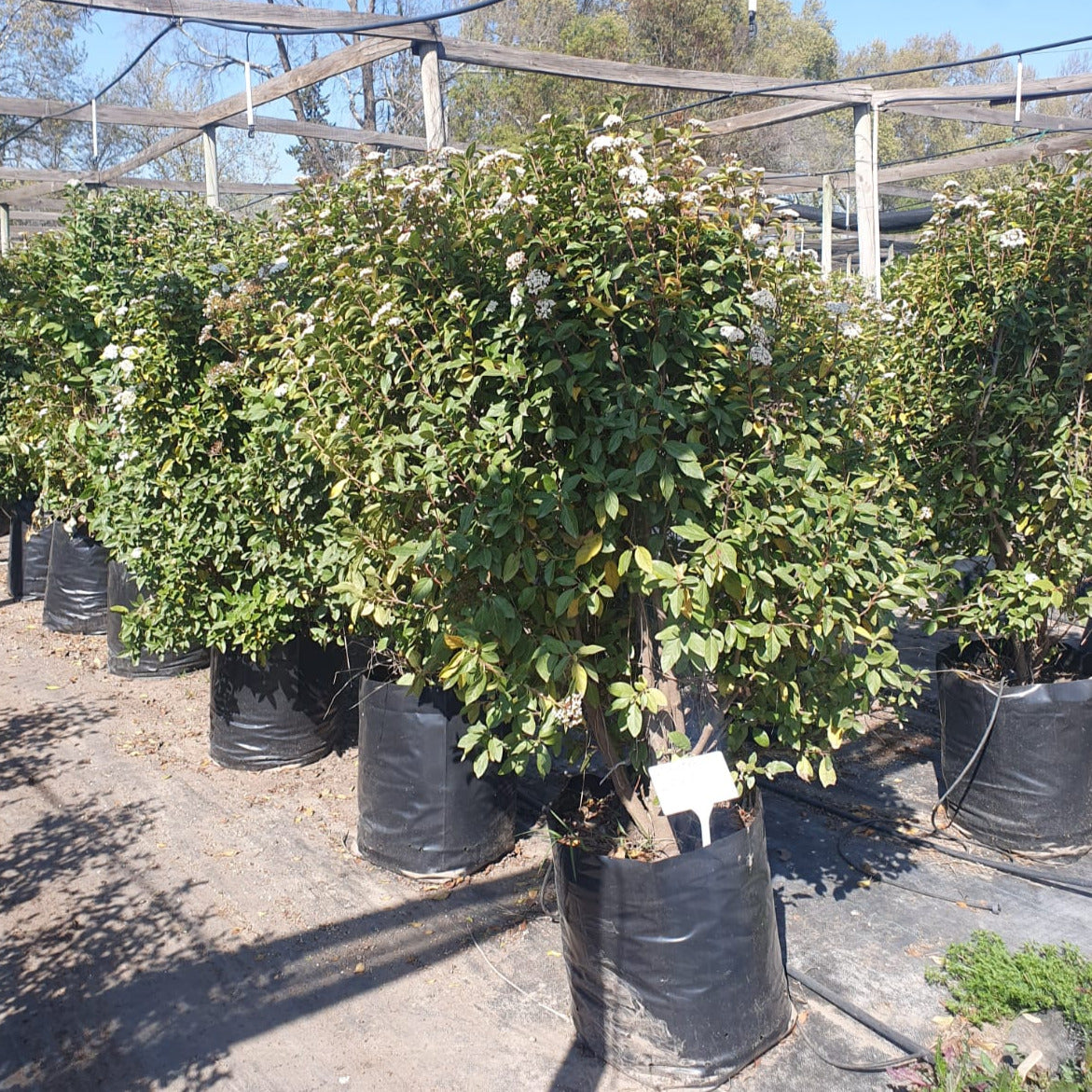 Laurentina - Viburnum Tinus