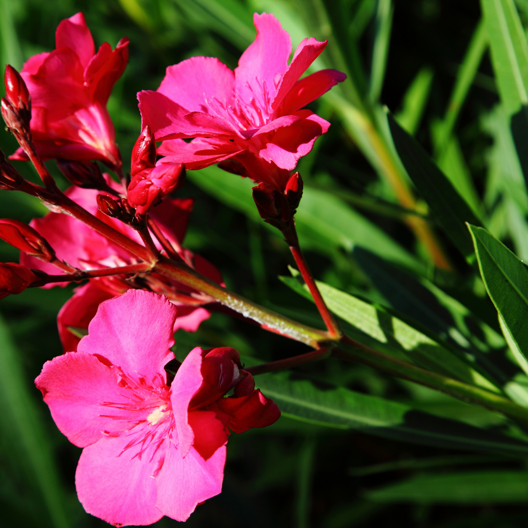 Laurel De Flor Fucsia- Nerium Oleander