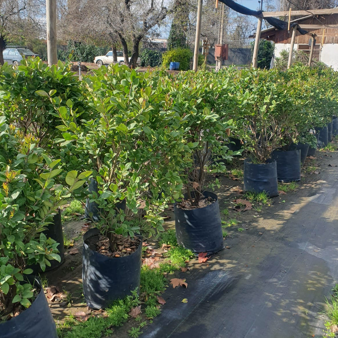Ligustro Compacto - Ligustrum Japonico &quot;Texanum&quot;