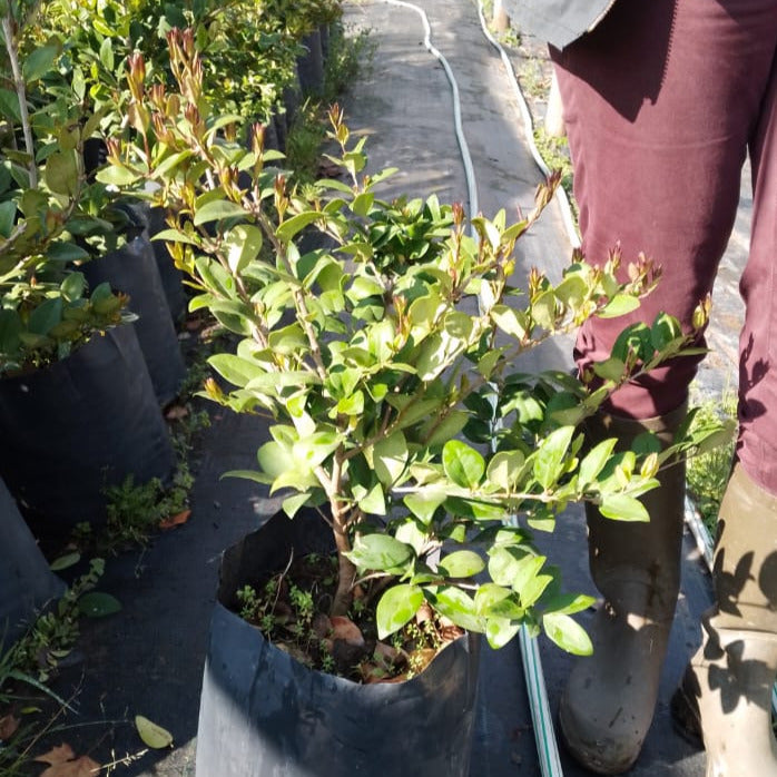 Ligustro Compacto - Ligustrum Japonico &quot;Texanum&quot;