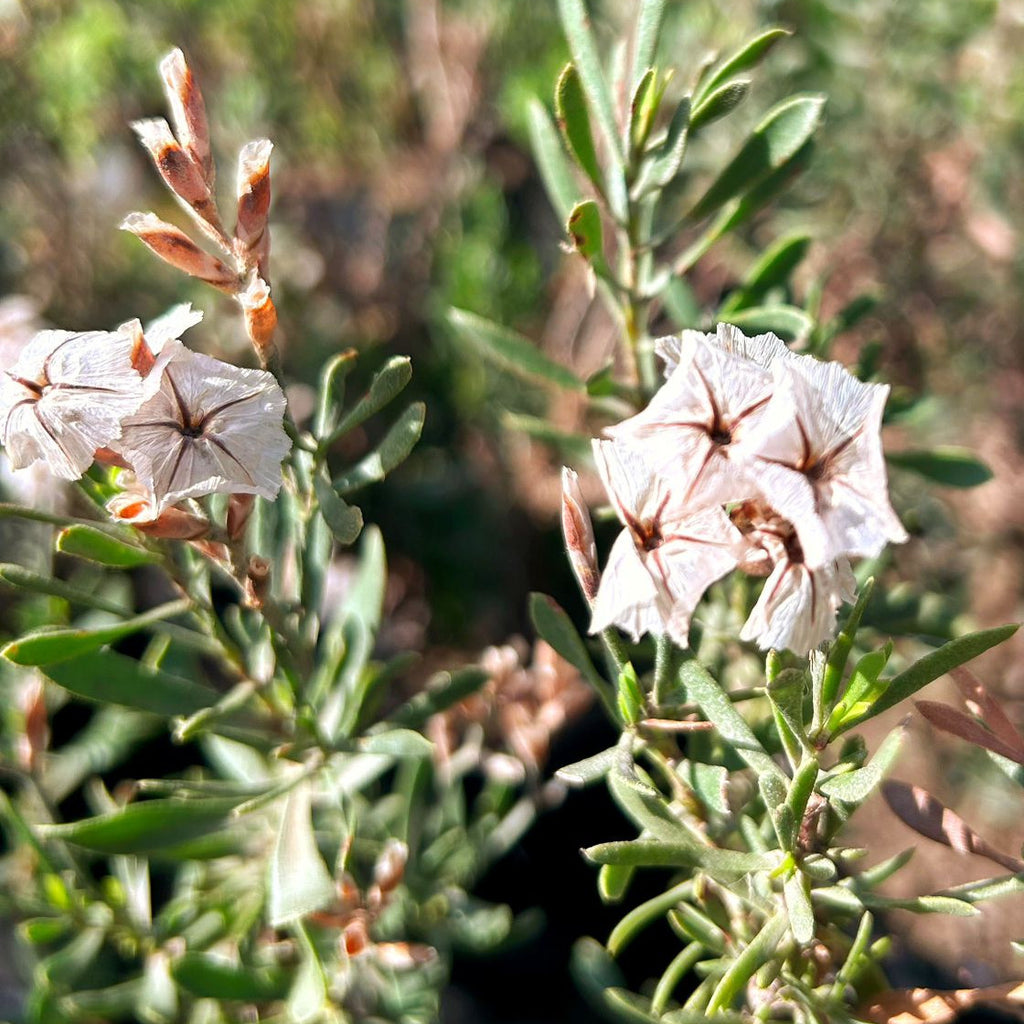 Limonium capense- Statice Capence