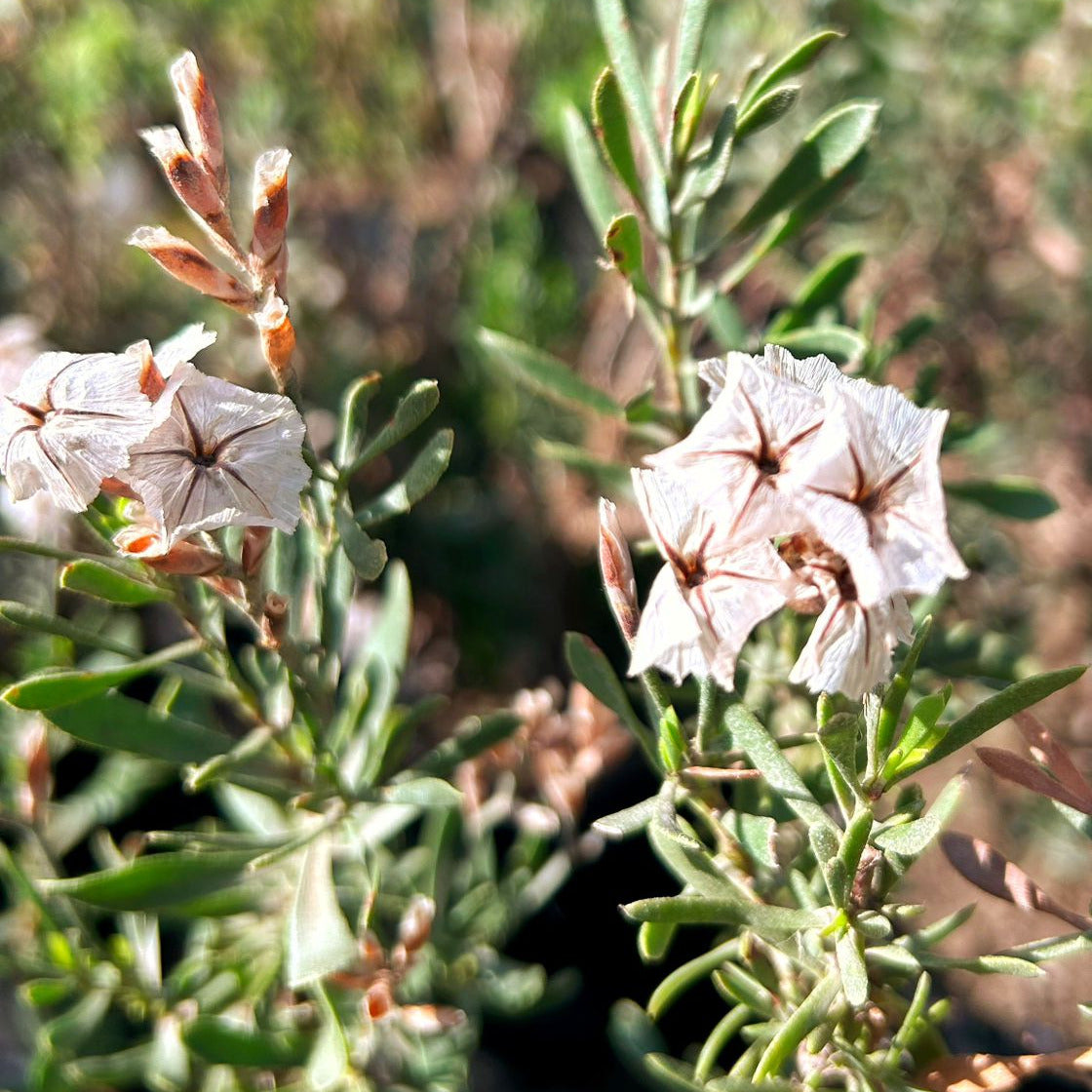 Limonium capense- Statice Capence