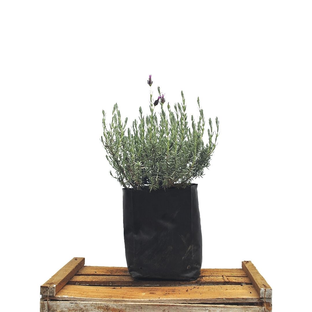 Lavanda Stoeacha Morada - Lavandula Stoechas