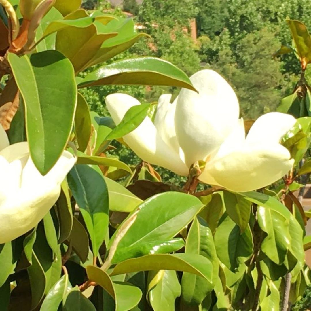 Magnolio grandiflora