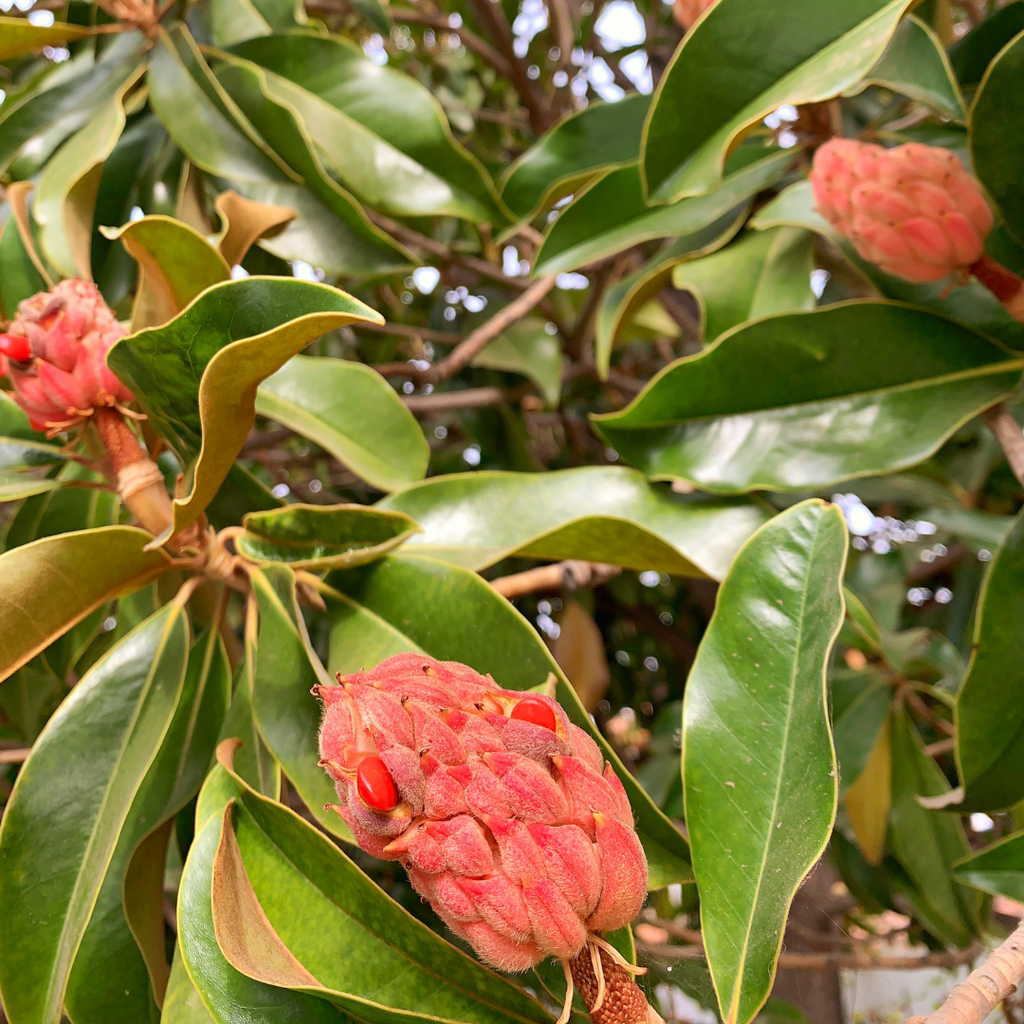 Magnolio grandiflora