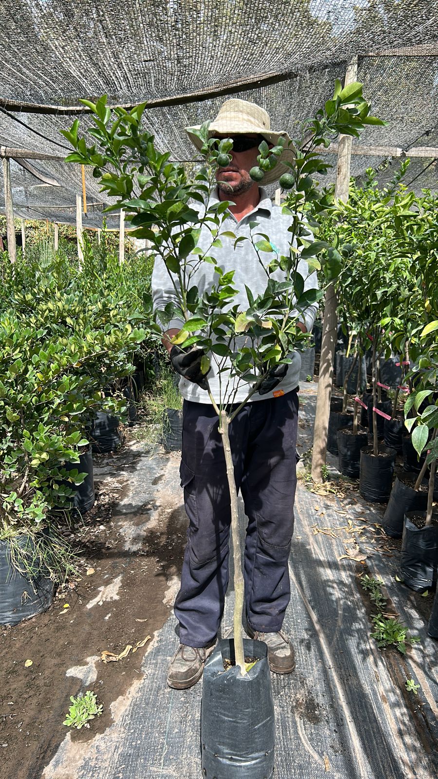 Mandarino - Citrus Nobilis