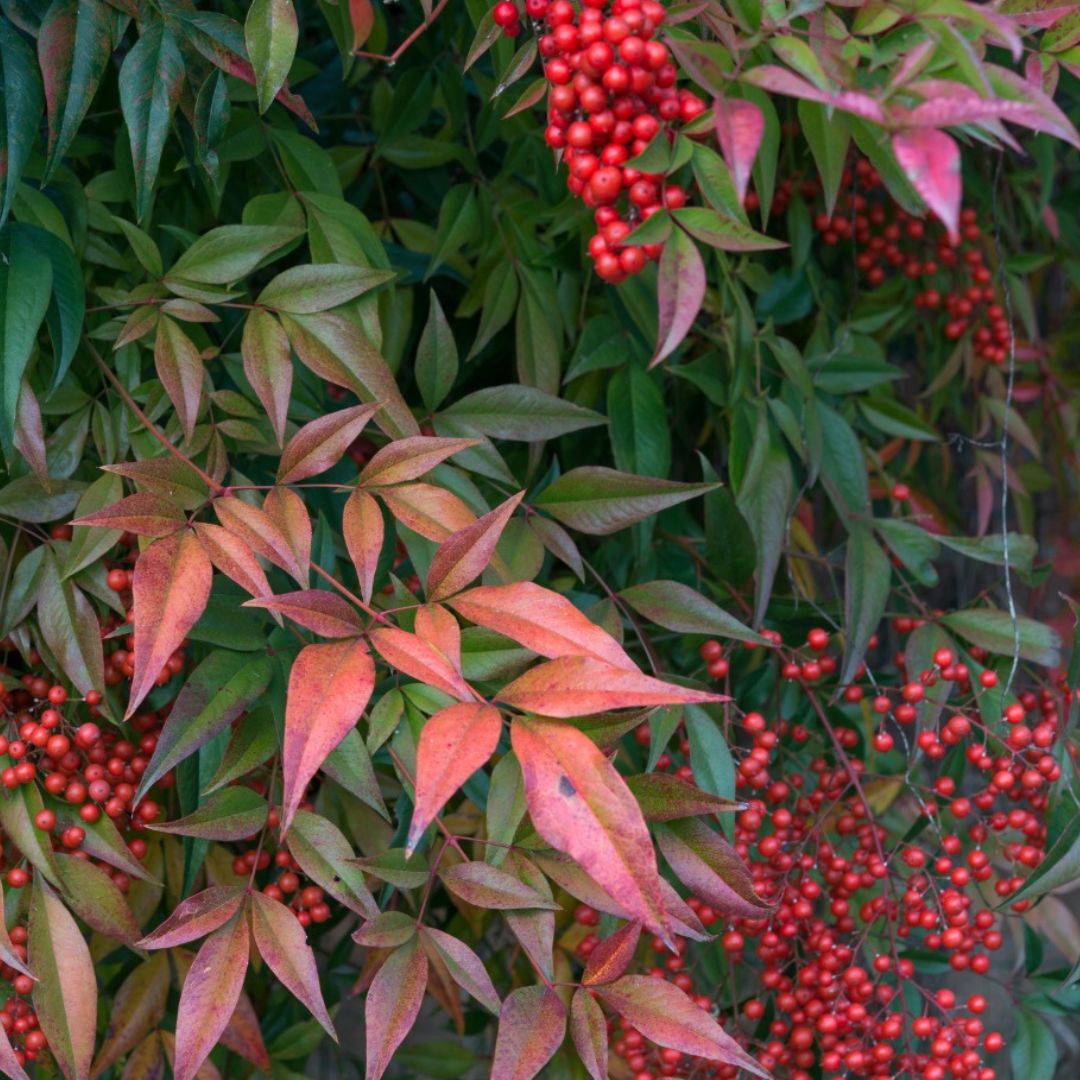 Nandina - Nandina Domestica