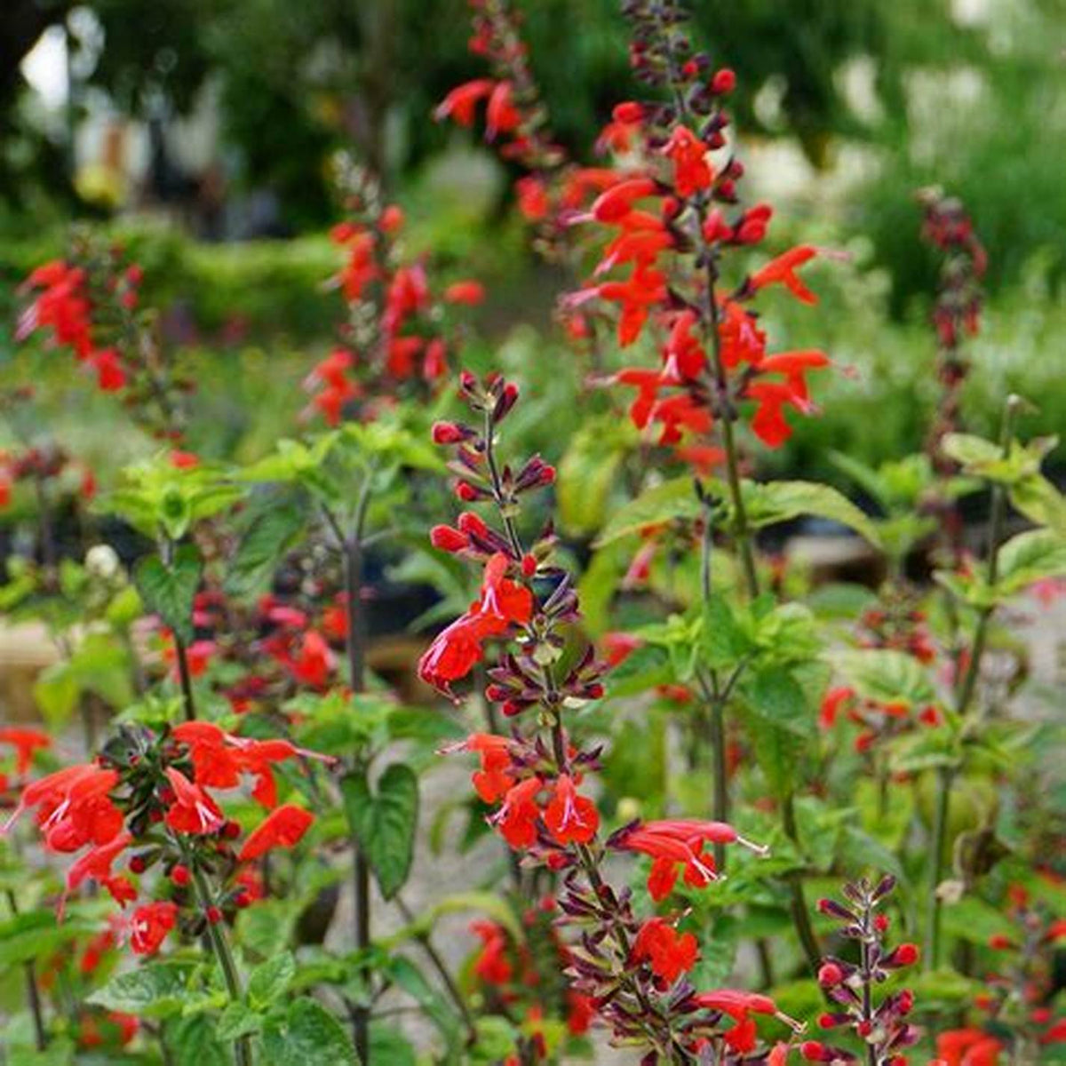 Salvia Coccinea bicolor