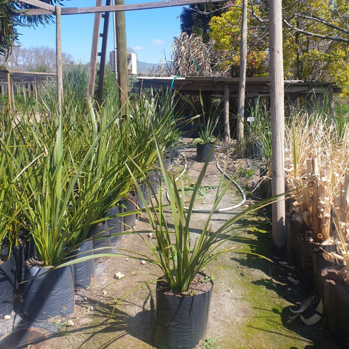 Pita Verde - Phormium Tenax