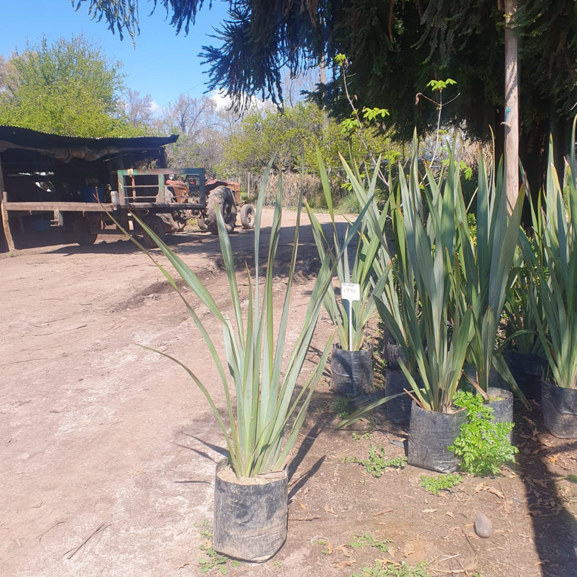 Pita Verde - Phormium Tenax
