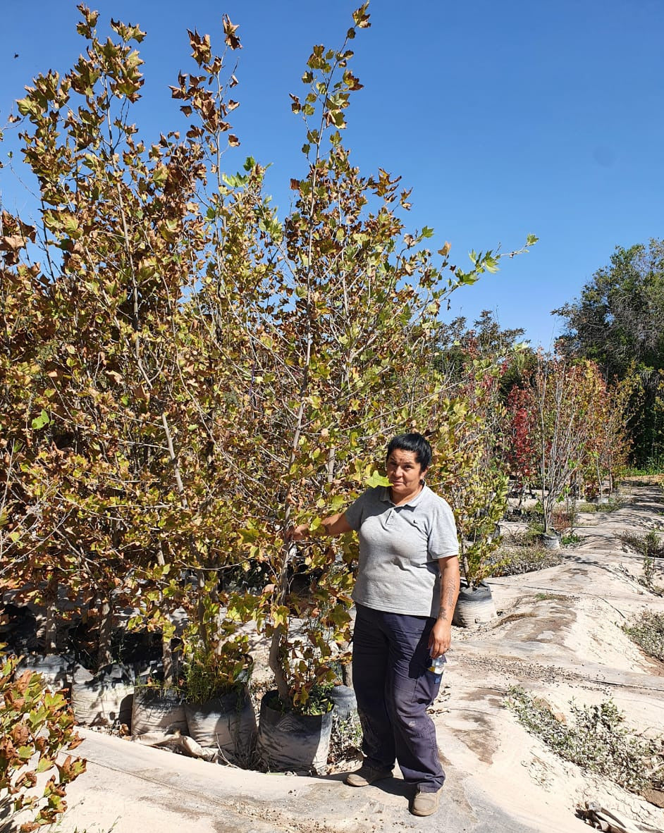 Platano Oriental - Platanus Orientalis