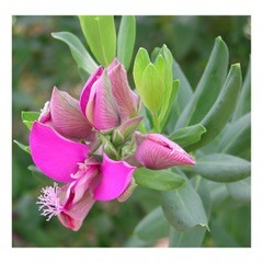 Poligola- Polygola Mirtifolia