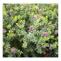 Poligola- Polygola Mirtifolia